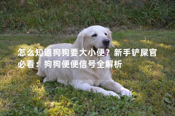 怎么知道狗狗要大小便？新手鏟屎官必看：狗狗便便信號(hào)全解析