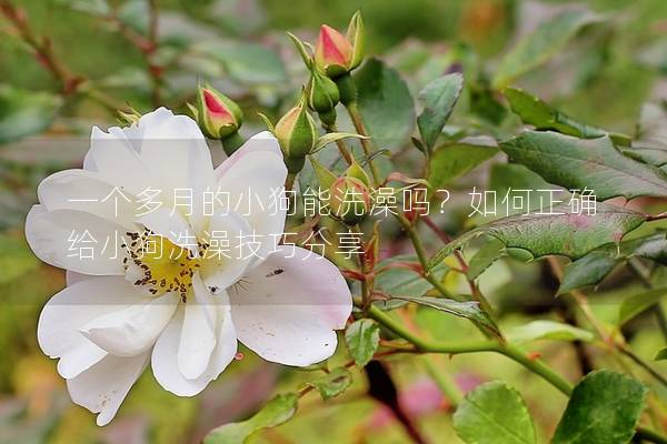 一個(gè)多月的小狗能洗澡嗎？如何正確給小狗洗澡技巧分享