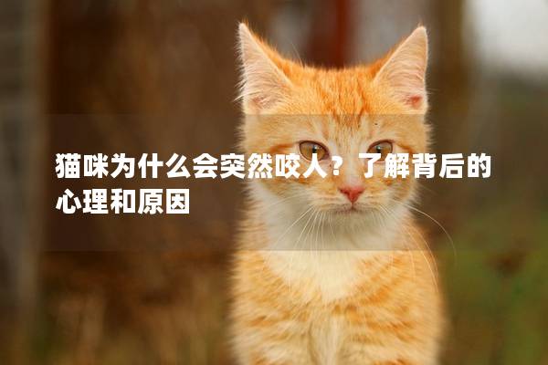 貓咪為什么會突然咬人？了解背后的心理和原因