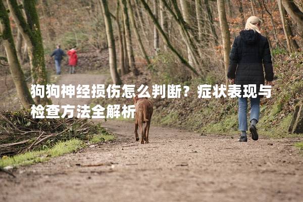 狗狗神經損傷怎么判斷？癥狀表現與檢查方法全解析