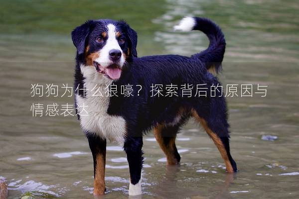 狗狗為什么狼嚎？探索背后的原因與情感表達