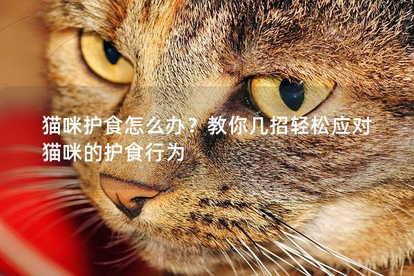 貓咪護食怎么辦？教你幾招輕松應對貓咪的護食行為