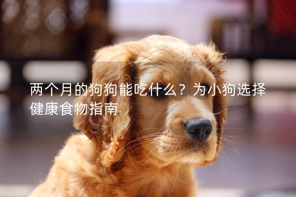 兩個(gè)月的狗狗能吃什么？為小狗選擇健康食物指南