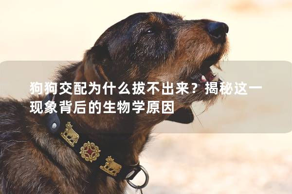 狗狗交配為什么拔不出來？揭秘這一現(xiàn)象背后的生物學原因