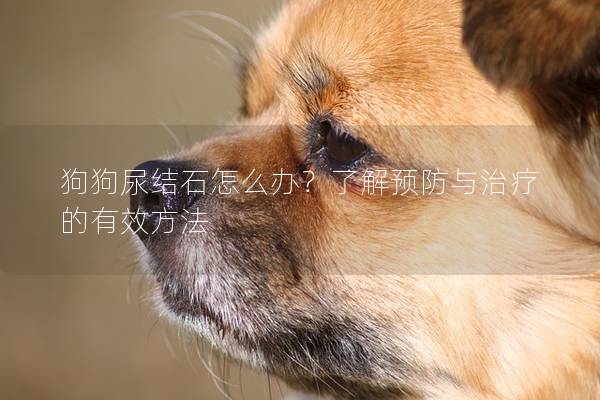 狗狗尿結石怎么辦？了解預防與治療的有效方法