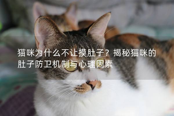 貓咪為什么不讓摸肚子？揭秘貓咪的肚子防衛機制與心理因素