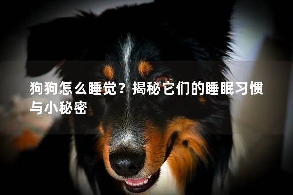 狗狗怎么睡覺(jué)？揭秘它們的睡眠習(xí)慣與小秘密