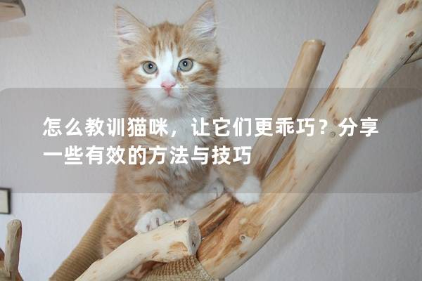 怎么教訓(xùn)貓咪，讓它們更乖巧？分享一些有效的方法與技巧