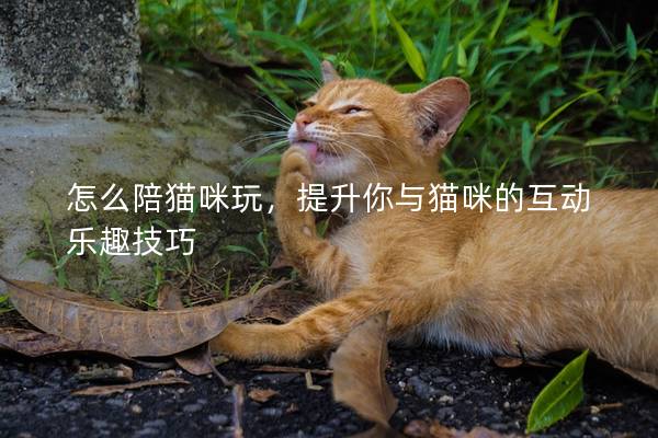 怎么陪貓咪玩，提升你與貓咪的互動樂趣技巧