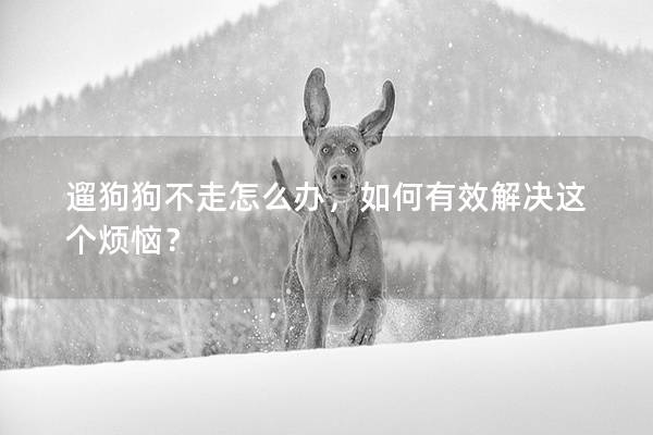 遛狗狗不走怎么辦,如何有效解決這個(gè)煩惱? 遛狗狗不走怎么辦,如何有效解決這個(gè)煩惱?