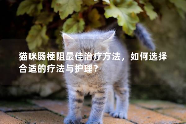 貓咪腸梗阻最佳治療方法，如何選擇合適的療法與護理？