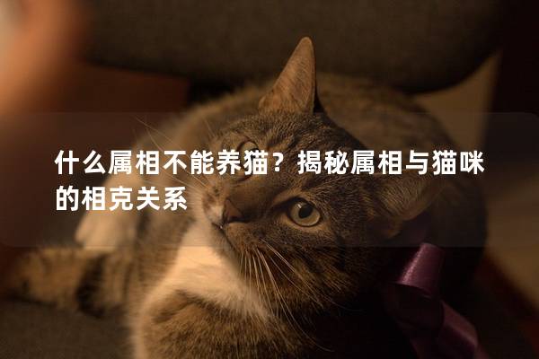 什么屬相不能養貓？揭秘屬相與貓咪的相克關系