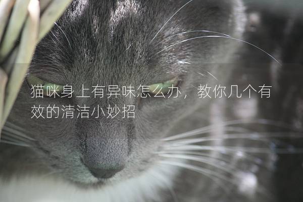 貓咪身上有異味怎么辦，教你幾個有效的清潔小妙招