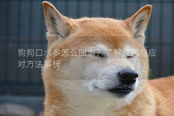 狗狗口水多怎么回事？了解原因與應對方法解析