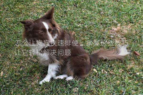 怎么讓狗狗快速排便，掌握這些技巧讓它輕松解決問題