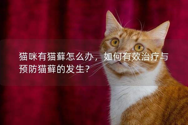 貓咪有貓?zhí)\怎么辦，如何有效治療與預(yù)防貓?zhí)\的發(fā)生？