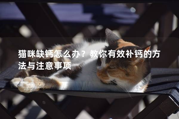 貓咪缺鈣怎么辦？教你有效補鈣的方法與注意事項
