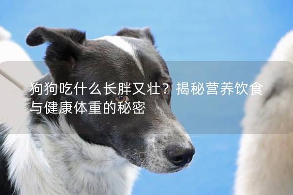 狗狗吃什么長胖又壯？揭秘營養飲食與健康體重的秘密