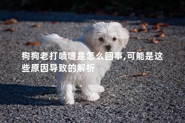 狗狗老打噴嚏是怎么回事,可能是這些原因?qū)е碌慕馕?></a></dt><dd><h2 class=