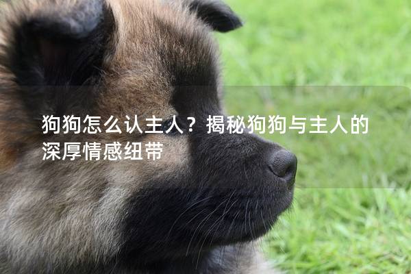 狗狗怎么認主人？揭秘狗狗與主人的深厚情感紐帶