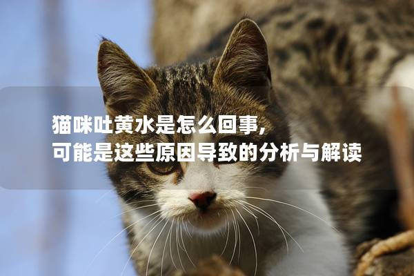 貓咪吐黃水是怎么回事, 可能是這些原因?qū)е碌姆治雠c解讀