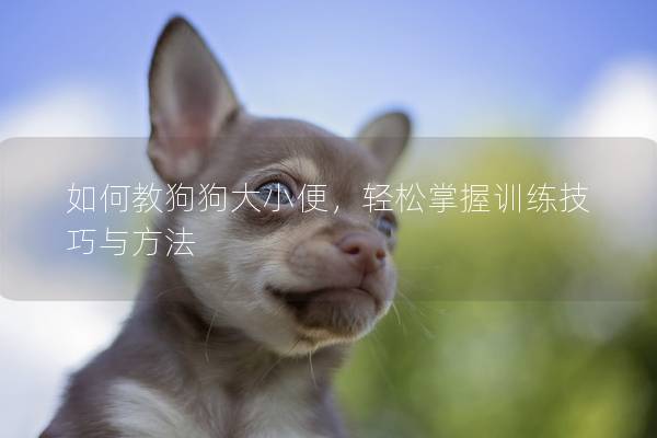 如何教狗狗大小便，輕松掌握訓(xùn)練技巧與方法