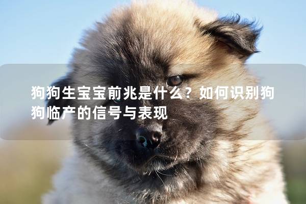 狗狗生寶寶前兆是什么?如何識別狗狗臨產的信號與表現 狗狗生寶寶前兆是什么?如何識別狗狗臨產的信號與表現