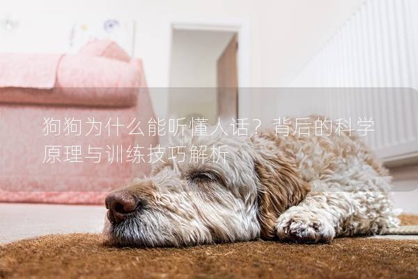 狗狗為什么能聽(tīng)懂人話？背后的科學(xué)原理與訓(xùn)練技巧解析