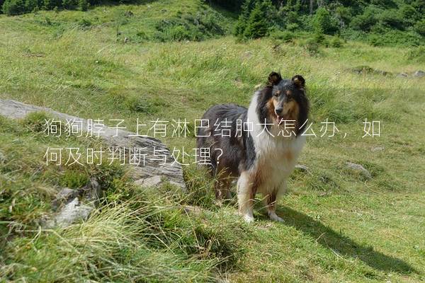 狗狗脖子上有淋巴結(jié)腫大怎么辦，如何及時(shí)判斷與處理？