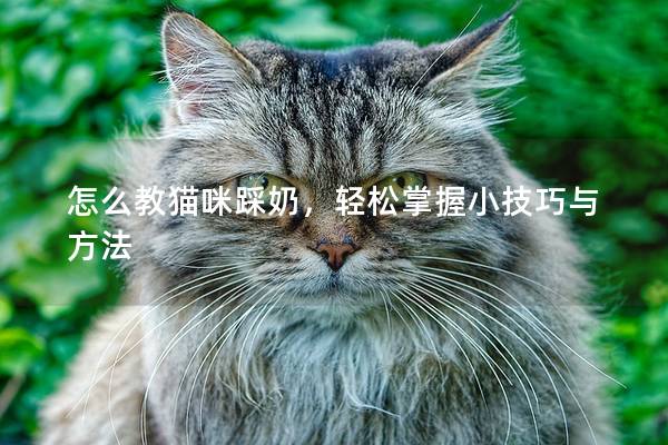 怎么教貓咪踩奶，輕松掌握小技巧與方法