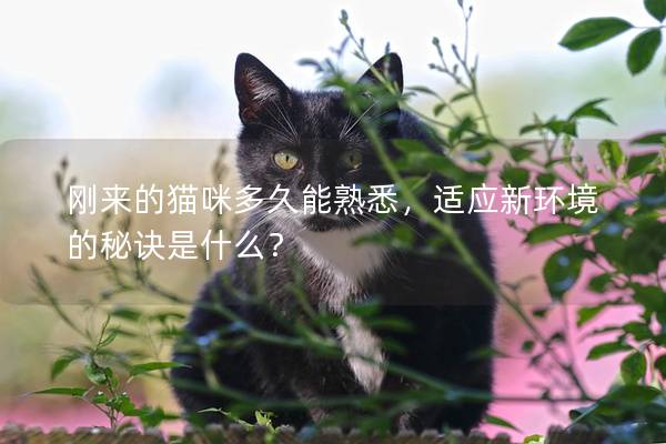 剛來的貓咪多久能熟悉，適應新環境的秘訣是什么？
