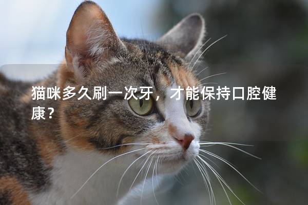 貓咪多久刷一次牙，才能保持口腔健康？