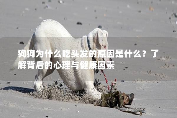 狗狗為什么吃頭發的原因是什么？了解背后的心理與健康因素