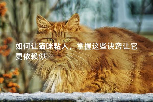 如何讓貓咪粘人，掌握這些訣竅讓它更依賴你