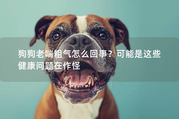 狗狗老喘粗氣怎么回事？可能是這些健康問(wèn)題在作怪