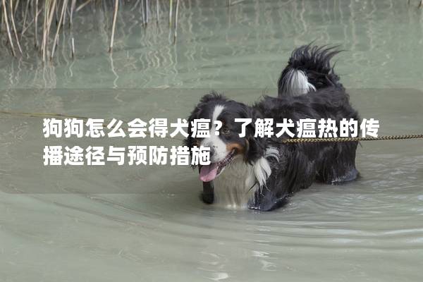 狗狗怎么會得犬瘟？了解犬瘟熱的傳播途徑與預(yù)防措施