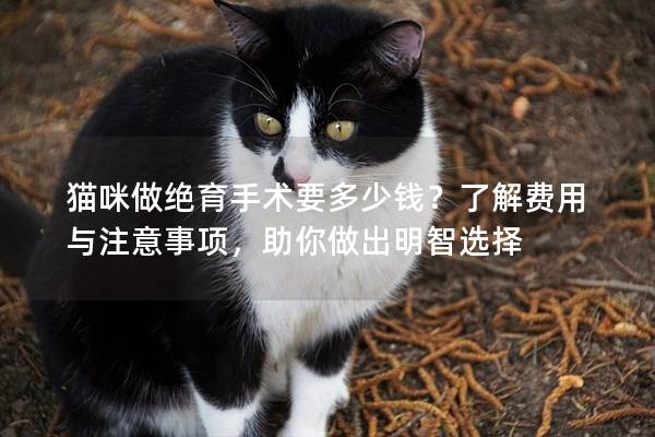 貓咪做絕育手術要多少錢？了解費用與注意事項，助你做出明智選擇