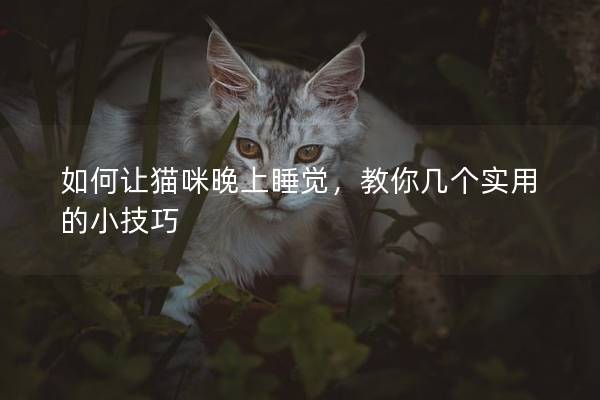 如何讓貓咪晚上睡覺，教你幾個實用的小技巧