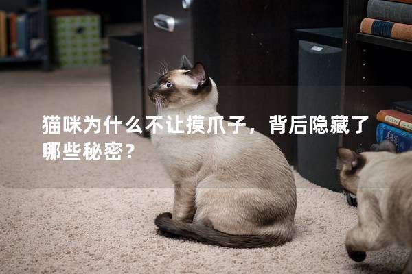貓咪為什么不讓摸爪子，背后隱藏了哪些秘密？