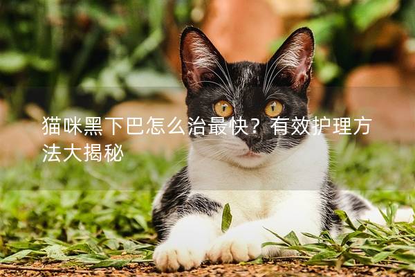 貓咪黑下巴怎么治最快？有效護(hù)理方法大揭秘