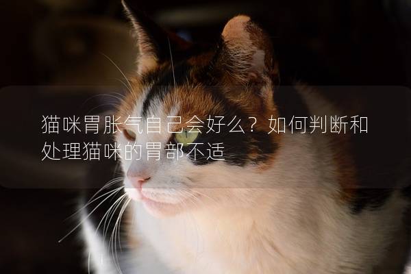 貓咪胃脹氣自己會好么？如何判斷和處理貓咪的胃部不適