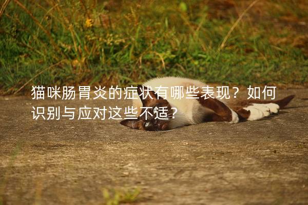 貓咪腸胃炎的癥狀有哪些表現？如何識別與應對這些不適？