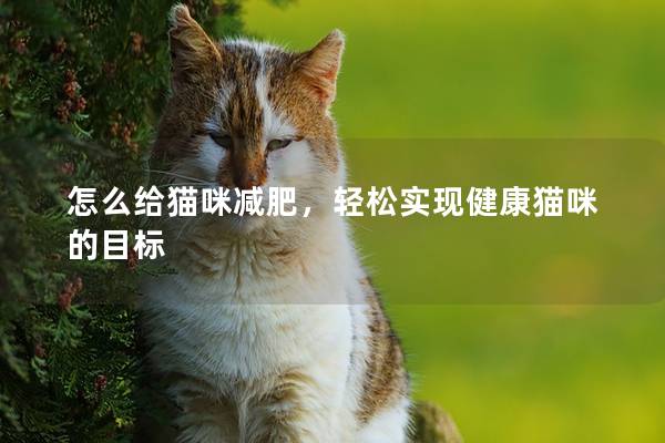 怎么給貓咪減肥，輕松實現健康貓咪的目標