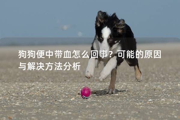 狗狗便中帶血怎么回事？可能的原因與解決方法分析