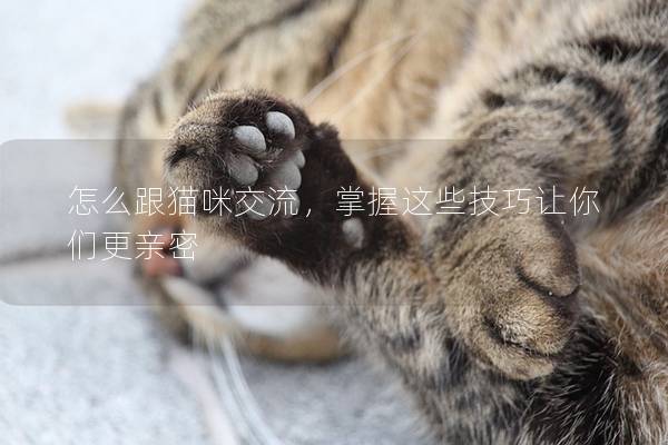 怎么跟貓咪交流，掌握這些技巧讓你們更親密