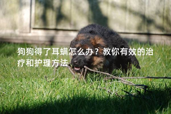 狗狗得了耳螨怎么辦？教你有效的治療和護理方法