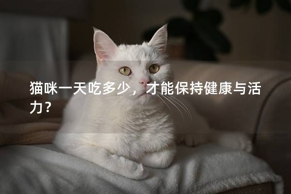 貓咪一天吃多少，才能保持健康與活力？