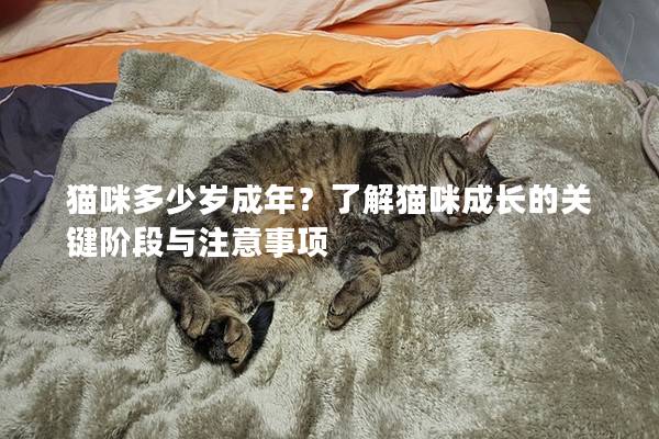 貓咪多少歲成年？了解貓咪成長的關鍵階段與注意事項
