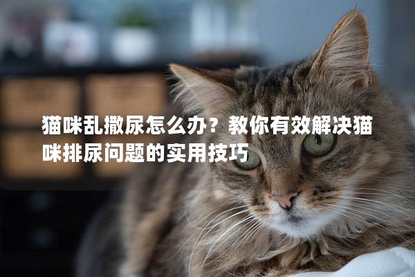 貓咪亂撒尿怎么辦？教你有效解決貓咪排尿問題的實用技巧