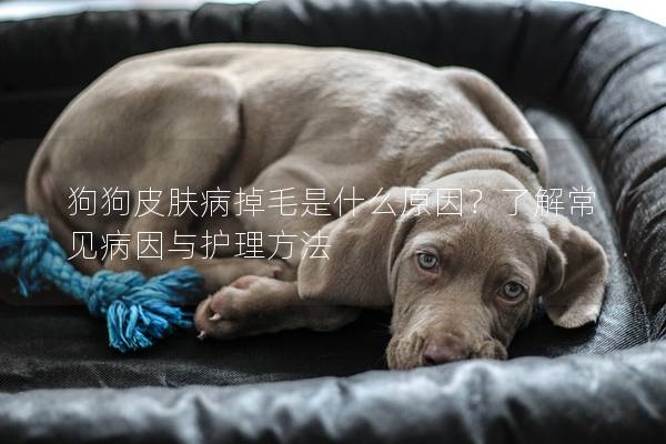 狗狗皮膚病掉毛是什么原因？了解常見病因與護(hù)理方法